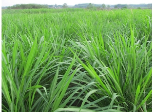 新余黑麦草坪