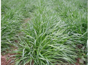 新余南昌黑麦草基地