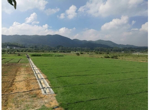 上饶江西草皮基地