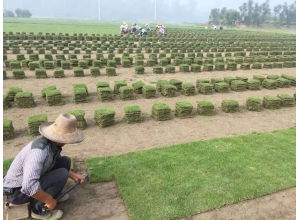 上饶江西草坪基地