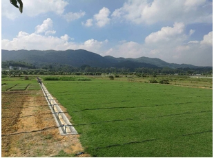 上饶江西草皮基地