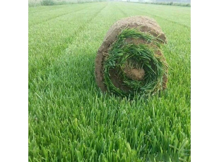 上饶江西草坪