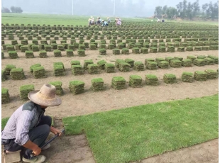 上饶江西草坪基地