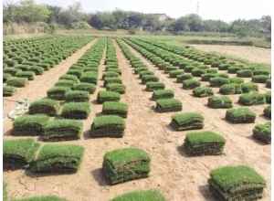 九江赣州草皮基地