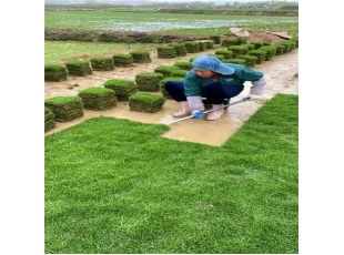 上饶江西草坪基地